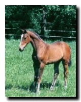 foal 2001